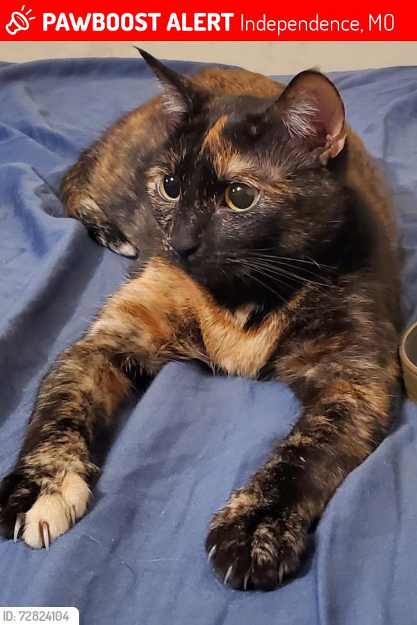 Lost Female Cat last seen About less than mile from William Southern elementary , Independence, MO 64055