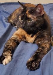 Lost Female Cat last seen About less than mile from William Southern elementary , Independence, MO 64055