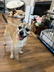 Found/Stray Male Dog last seen Telfair Dr., Fayetteville, NC 28303