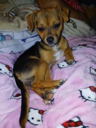 Lost Female Dog last seen Alameda and morris, Corpus Christi, TX 78405