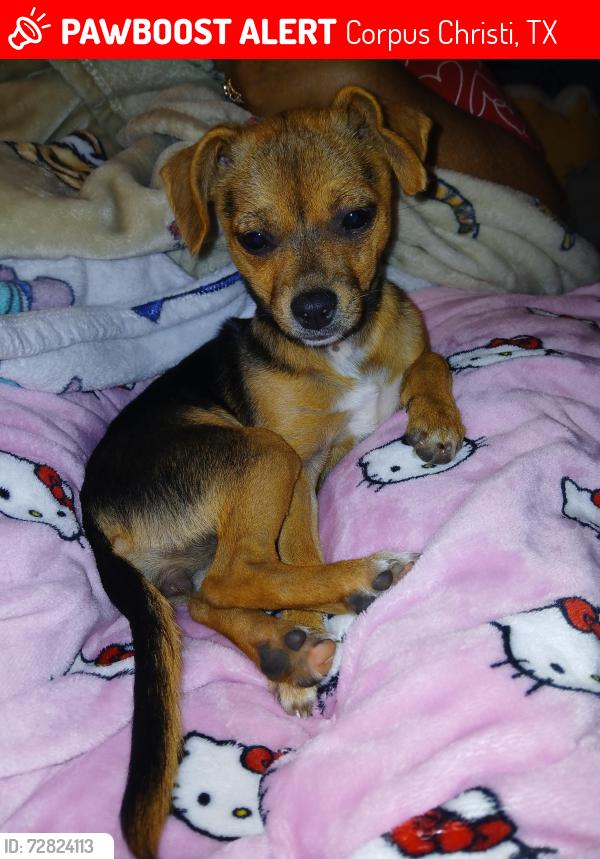 Lost Female Dog last seen Alameda and morris, Corpus Christi, TX 78405