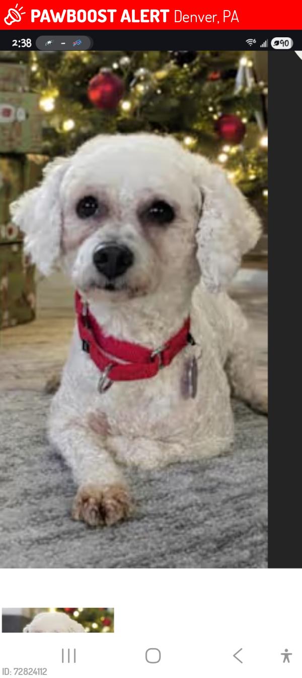Lost Female Dog last seen Horseshoe Trail Road, Denver PA , Denver, PA 17517