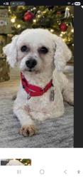 Lost Female Dog last seen Horseshoe Trail Road, Denver PA , Denver, PA 17517