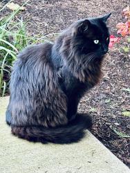 Lost Male Cat last seen Madras, Salem, OR 97306