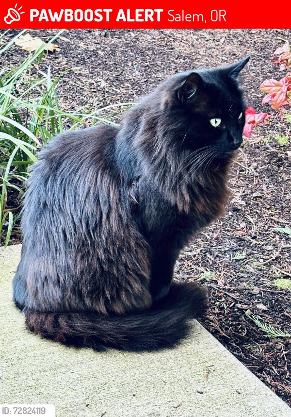 Lost Male Cat last seen Madras, Salem, OR 97306