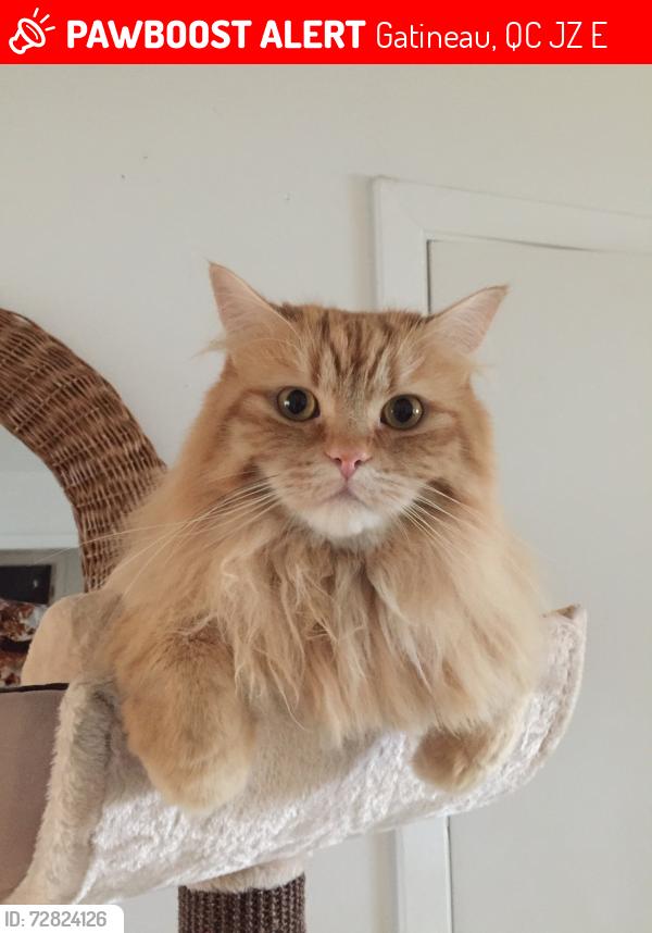 Lost Male Cat last seen Mont Bleu/ Cite Des Jeunes, Gatineau, QC J8Z 1E6