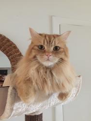 Lost Male Cat last seen Mont Bleu/ Cite Des Jeunes, Gatineau, QC J8Z 1E6