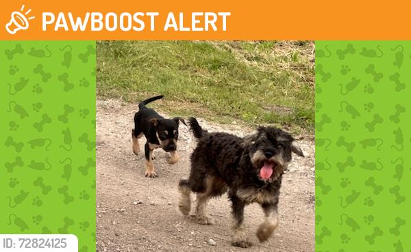Found/Stray Male Dog last seen Chestnut Cir & FM 1392, Kaufman County, TX 75160