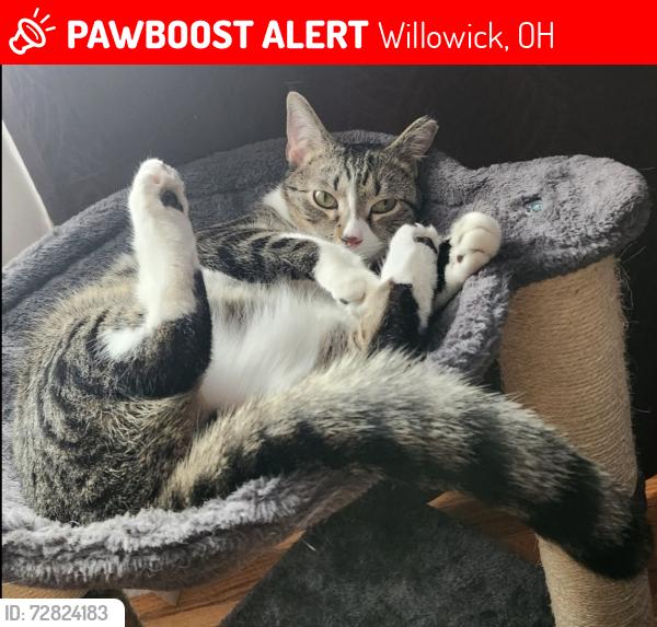 Lost Male Cat last seen 308th street and Clarmont rd intersection, Willowick ohio, Willowick, OH 44095