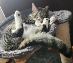 Lost Male Cat last seen 308th street and Clarmont rd intersection, Willowick ohio, Willowick, OH 44095