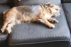 Lost Male Dog last seen Eastern and Charleston, Las Vegas, NV 89104