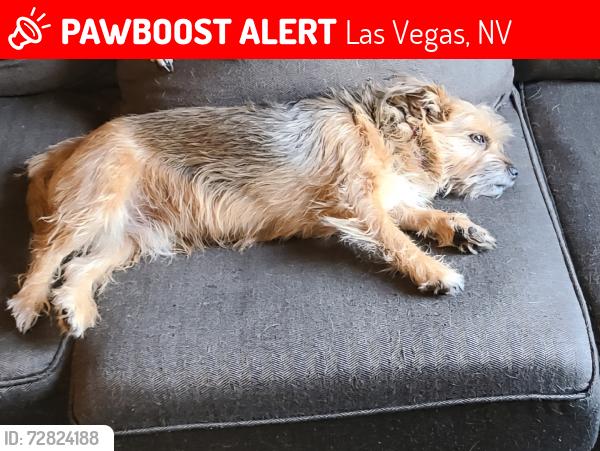 Lost Male Dog last seen Eastern and Charleston, Las Vegas, NV 89104