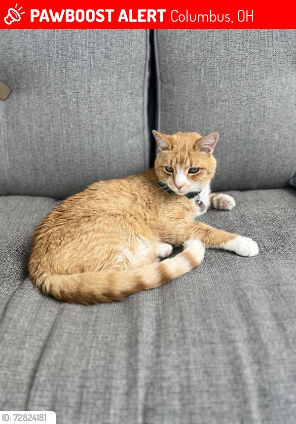Lost Male Cat last seen Garey Valley, Columbus, OH 43004