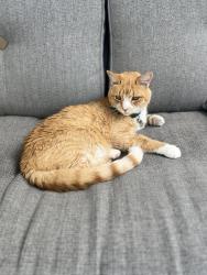 Lost Male Cat last seen Garey Valley, Columbus, OH 43004