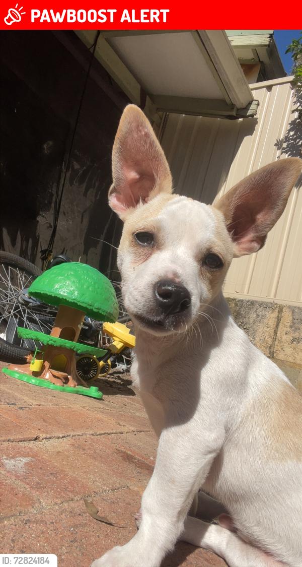 Lost Male Dog last seen 6/15 harvest road, Harvest road to Stirling high way or possibly down Thompson road , North Fremantle, WA 6159