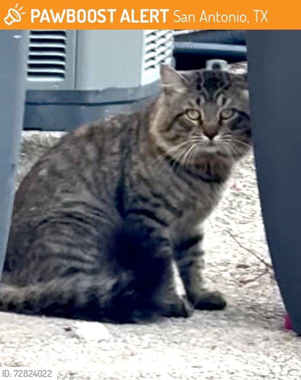 Found/Stray Female Cat last seen Parklane Drive & West El Prado. , San Antonio, TX 78212