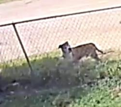 Found/Stray Male Dog last seen S. Greenway Blvd and W. Clark to S. Silver, Wichita, KS 67213