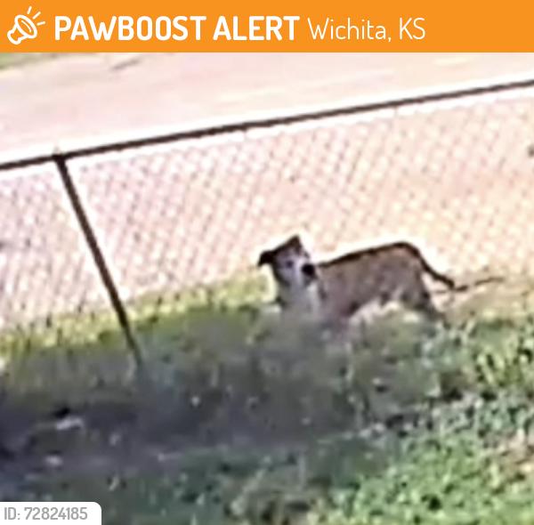 Found/Stray Male Dog last seen S. Greenway Blvd and W. Clark to S. Silver, Wichita, KS 67213