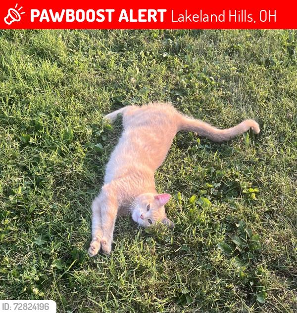 Lost Male Cat last seen Neighborhood behind Sunoco gas station., Lakeland Hills, OH 43830