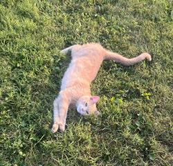Lost Male Cat last seen Neighborhood behind Sunoco gas station., Lakeland Hills, OH 43830