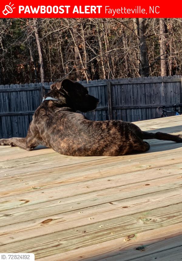 Lost Female Dog last seen Near downtown Fayetteville/ hay st, Fayetteville, NC 28305