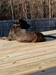 Lost Female Dog last seen Near downtown Fayetteville/ hay st, Fayetteville, NC 28305
