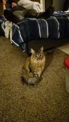 Lost Male Cat last seen Near elderwood street winter springs fl , Winter Springs, FL 32708