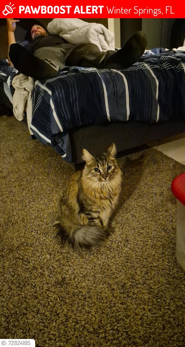 Lost Male Cat last seen Near elderwood street winter springs fl , Winter Springs, FL 32708