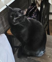 Reunited Male Cat last seen Monroe and 24th street Ogden Utah, Ogden, UT 84401