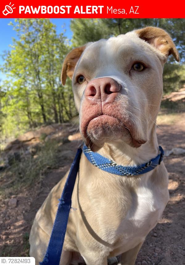 Lost Male Dog last seen Near n raven circle , Mesa, AZ 85201