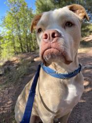 Lost Male Dog last seen Near n raven circle , Mesa, AZ 85201