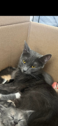 Lost Female Cat last seen Pennsylvania , Buffalo, NY 14201