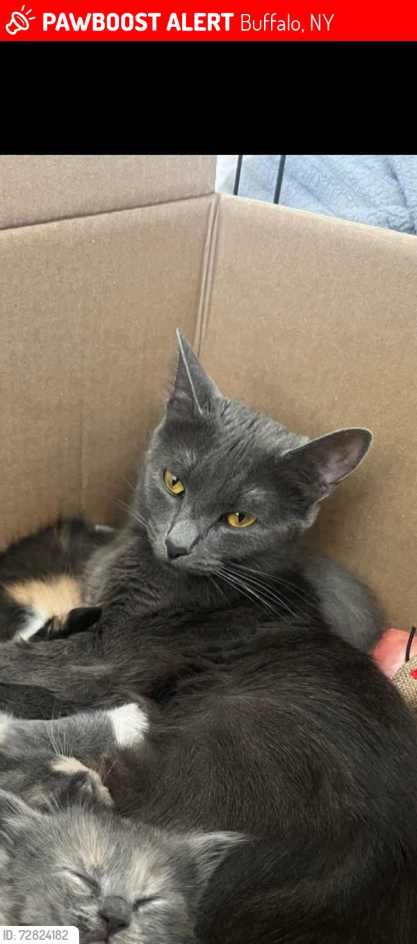 Lost Female Cat last seen Pennsylvania , Buffalo, NY 14201