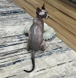 Lost Male Cat last seen 6th Bingaman st , Reading, PA 19602