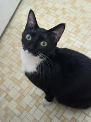 Lost Male Cat last seen Near was his  , Miramar, FL 33023