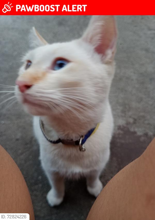 Lost Male Cat last seen Amate 571, San Isidro , Tuxtla Gutiérrez, Chis. 29049