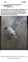 Lost Male Dog last seen Arnoldtown rd, Louisville, KY 40214