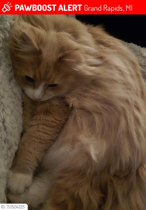 Lost Female Cat last seen College and MLK, Grand Rapids, MI 49507
