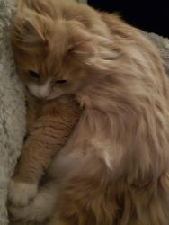 Lost Female Cat last seen College and MLK, Grand Rapids, MI 49507