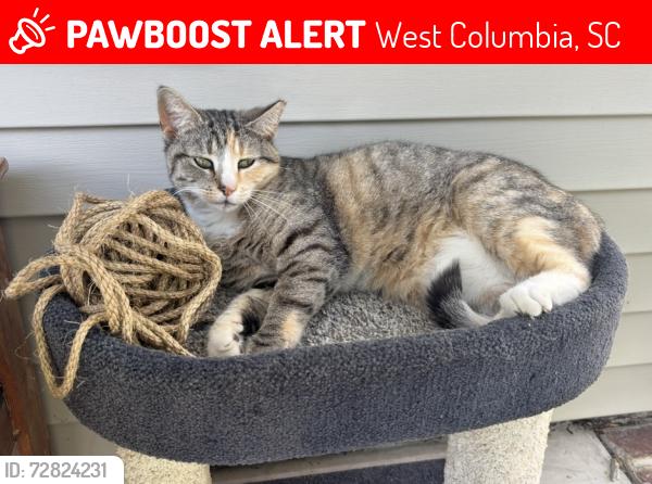 Lost Female Cat last seen Laurel Mist Lane cul de sac, West Columbia, SC 29170