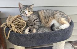 Lost Female Cat last seen Laurel Mist Lane cul de sac, West Columbia, SC 29170