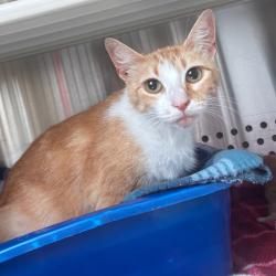 Shelter Stray Unknown Cat last seen , Norman, OK 73072