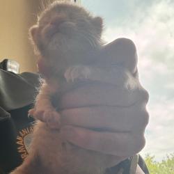 Shelter Stray Female Cat last seen , Norman, OK 73072