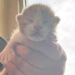 Shelter Stray Female Cat last seen , Norman, OK 73072