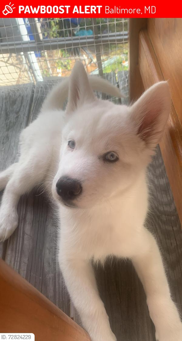 Lost Female Dog last seen Hartwait st, Dundalk , Baltimore, MD 21224
