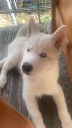 Lost Female Dog last seen Hartwait st, Dundalk , Baltimore, MD 21224