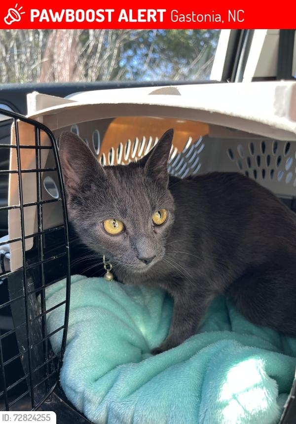 Lost Female Cat last seen N Broad St, Gastonia, NC 28054
