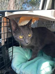 Lost Female Cat last seen N Broad St, Gastonia, NC 28054