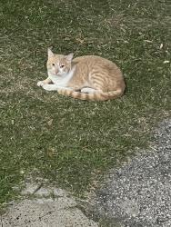 Found/Stray Male Cat last seen Jeanetta and Clarkcrest, Houston, TX 77063