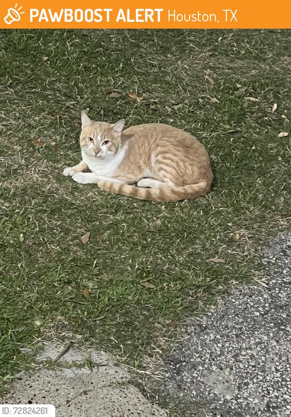 Found/Stray Male Cat last seen Jeanetta and Clarkcrest, Houston, TX 77063